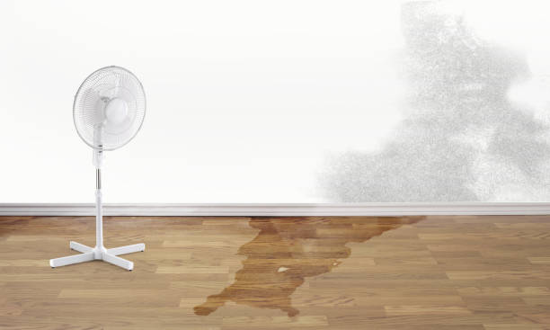 Best Local water damage restoration  in Fredericksburg, TX
